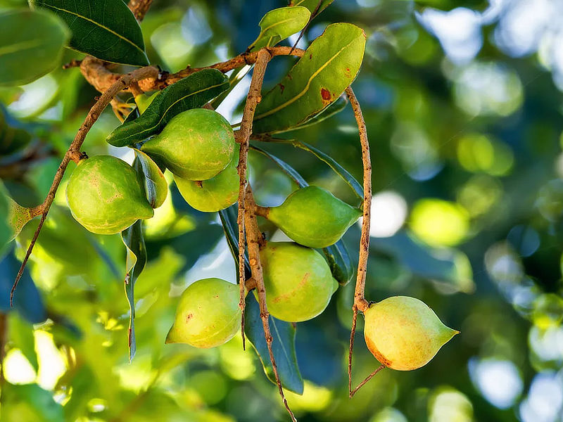 Macadamia Nuts