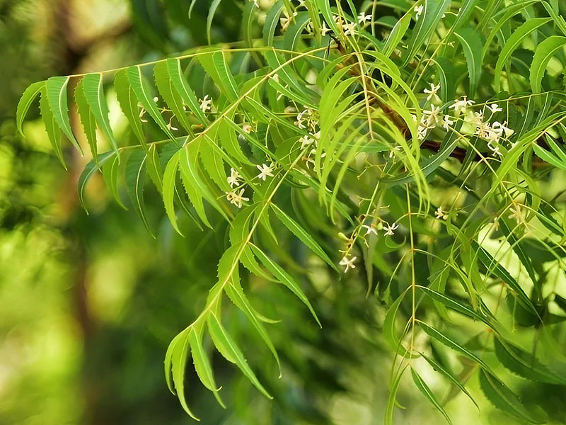 Neem Leaves