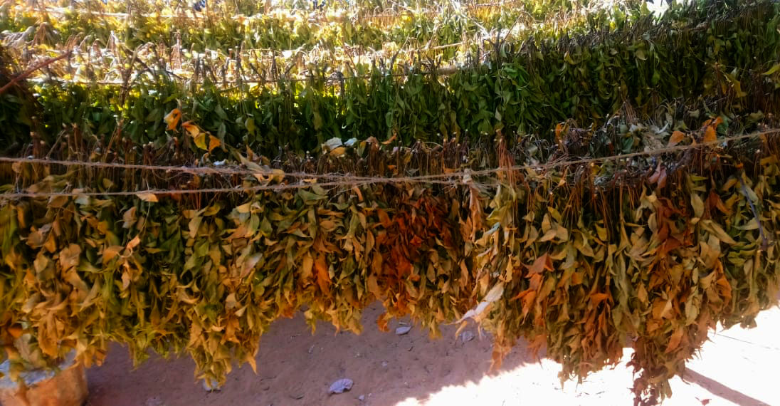 Neem Leaves