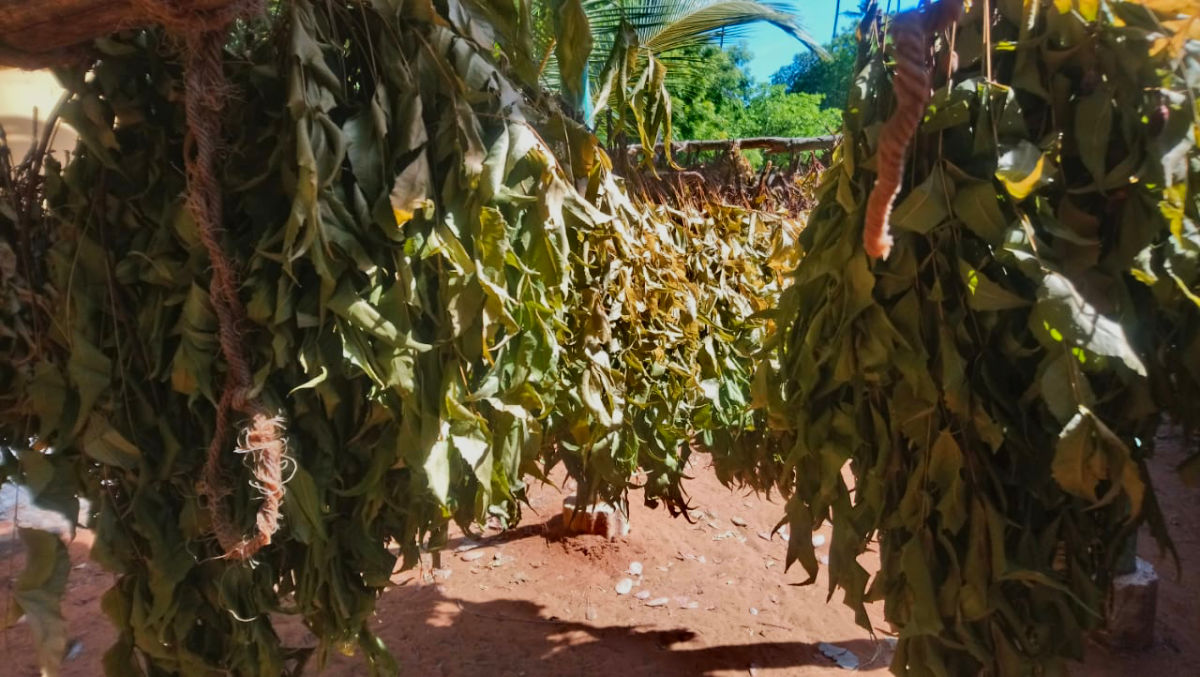 Neem Leaves