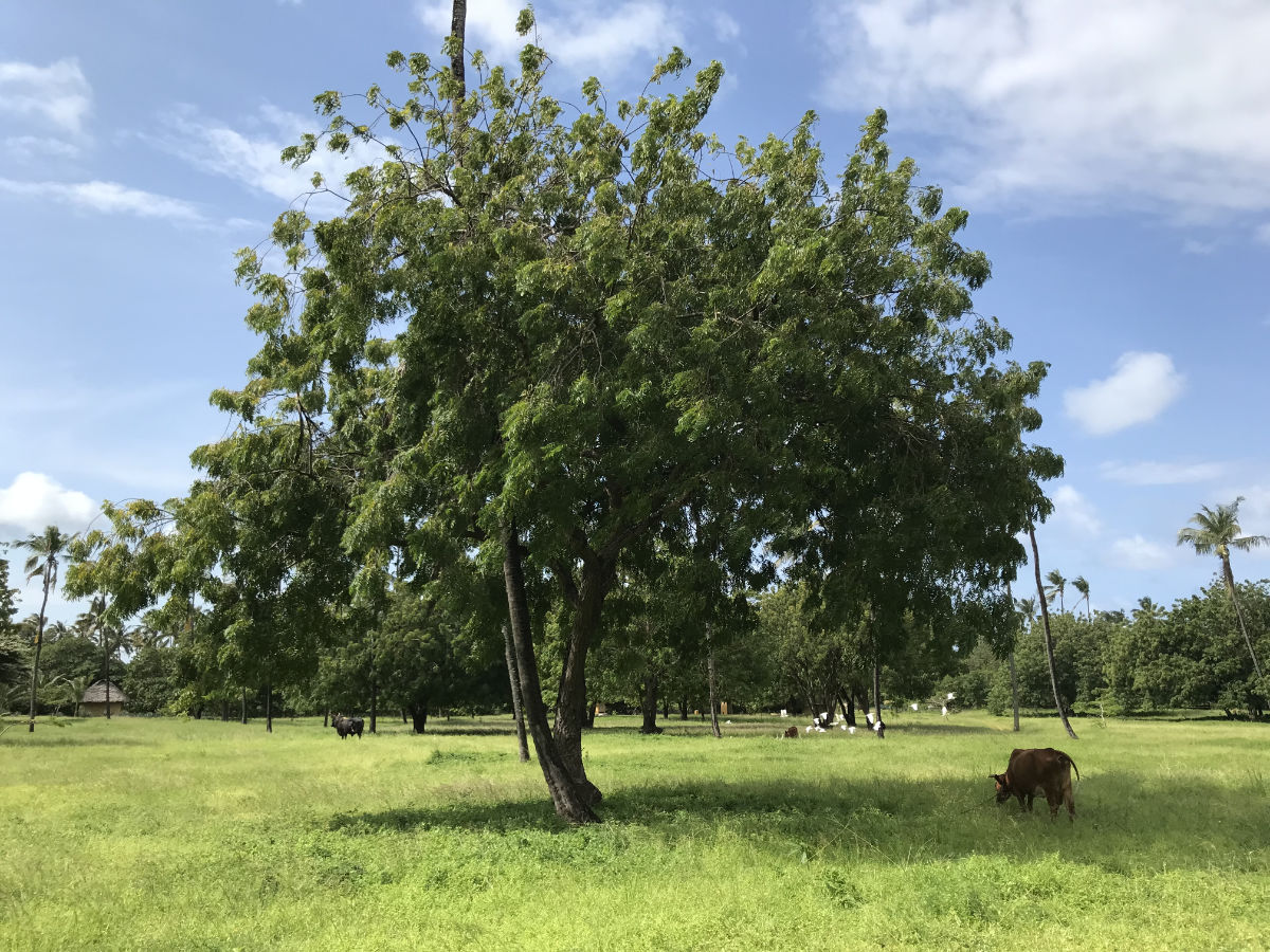 Neem Tree